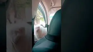 #shortvideo