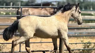 Demi SW                                                               2024 Friesian Luso Warlander