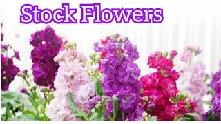 How to grow & Care Stock Flowers plant