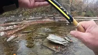 Finally got a nice steelhead at Walnut Creek in the Fairview,
