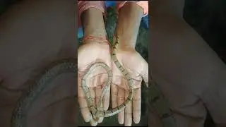 banded kukri snake non venomous save animals.