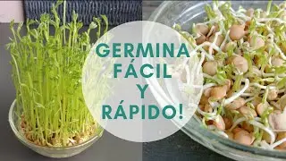 🌱C&Oacute;MO HACER GERMINADOS EN CASA F&Aacute;CIL Y R&Aacute;PIDO! #yomequedoencasa