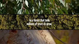 This Is The Life Of A Tree 🌳 Australian Native Forest
