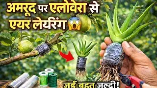 अमरूद में एयर लेयरिंग कैसे करें | Aloe Vera Rooting Hormone | Guava Air Layering