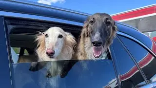 bad vlog: long drives for long dogs