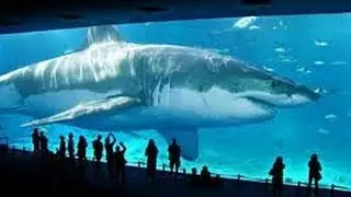 10 ABNORMALLY LARGE Animals That Actually Exist!