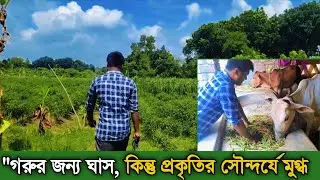 গরুর জন্য ঘাস কাটলাম | গ্রামের খামারের কাজ | Bangladeshi Village Farmer Life