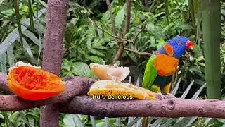 Hong Kong park bird aviary