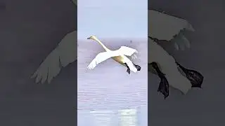 What a great landing technique taught by nature to a bird with clear  application of aerodynamics. 🫡