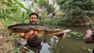 Tamil Snakehead Fishing Back to Back Strick using Real Warrior Peak Frog Lure #fishing #tamilfishing