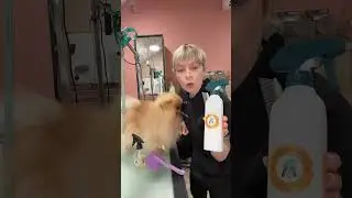 Comment entretenir la fourrure de mon Spitz ?