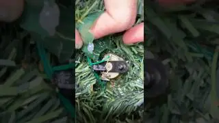 Ремонт глаз/рта. Говорящая пихта Дугласа, танцующая жемчужина. #драгоценныйкамень #рождественская...