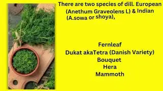 Herbal Basics 101 - Dill