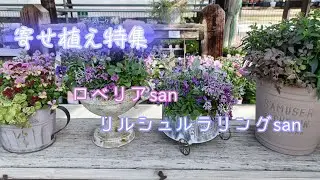 【寄せ植え特集】Shop『ロベリア』『リルシュルラリング』他  2026年2月3日