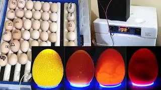 How to Candle Chicken Eggs in Urdu/Hindi | Aj Hum Ny Egg Candling Ki | Ayzal Mini Zoo