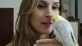 Como amansar sua calopsita - por Brena Braz