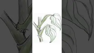 Mindfully drawing green leaves  #mindfulness #simplicity  #drawing #art