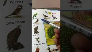 EVS  Lesson. Birds