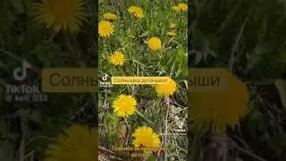 Солнышка детёныши