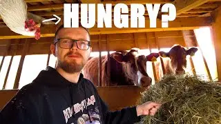 Feeding The Animals On Our Small Hobby Farm | Czech Republic Farm Life