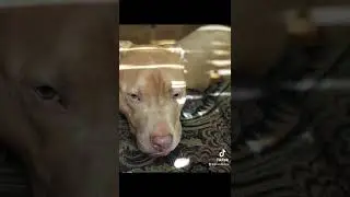 🤩🤩🤩 #imabigkidnow #transformation #shorts #like #viral #pitbull #rednose #dog #dogs #follow #cute