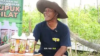 Solusi Petani Untuk Daun Cabe Menguning #pupukkilat #petani #caberawitsubur #2026