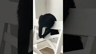 #DogTricks#DogsBeingFunny#DogLife