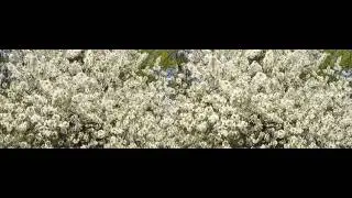 3D footage (65190) Tree Arbre Flowers Fleurs White Blanches Spring Printemps
