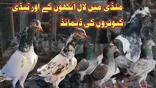 Lahore Kabutar Mandi mn دلچسپ Kabutar l Lari Adda Lahore Kabutar Market l #haiderbirdzone