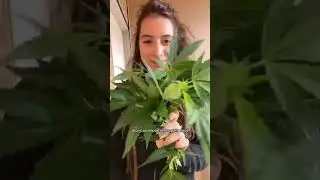 Como fazer clonagem de sementes  #girlsingreen #redu&ccedil;&atilde;odedanos #cultivo #cannabis