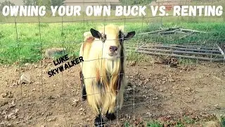 THEY SMELL SO BAD!! SHOULD YOU OWN YOUR OWN BREEDING BUCK GOAT?!?! RENTING vs  OWNING! WHAT'S BEST?!