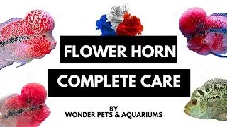 Flower horn - Preview and basics(Tamil)