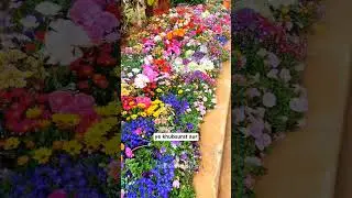 amazing flower seeds combo, 50+ flower varieties, 6000+ seeds for garden, all-season flower seeds