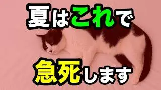 【超危険】猫が暑がっているサイン13選を獣医師が解説します