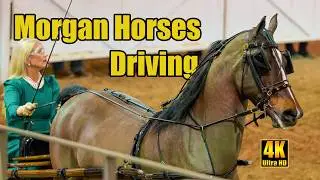 Morgan Horse Classic Pleasure Carriage Driving