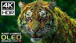Planet of Animals 4K Video ULTRA HD | Scenic Wildlife 4K HDR at 60FPS | Dolby Vision