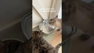 Cat water fountain upgrade🐱 linked in bio on Amazon! #catwaterbowl #catwaterfountain #amazongadgets