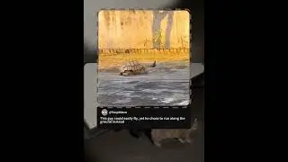 This guy could easily fly, yet he chose to run along the ground instead