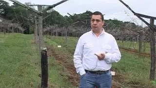 PROINDER - Asociación de cultivos frutícolas y hortícolas