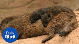 Zoo announces the birth of charming rock hyrax triplets - Daily Mail