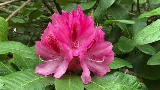 Garth Wedemire Walks Around the Comox Valley Rhododendron Garden with Sue Grant