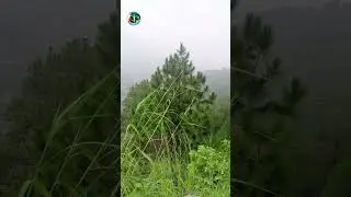 Margalla Hills || Islamabad || Pakistan || Traveling #islamabad #itsrealpakistan #trending #weather