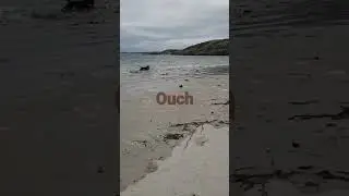 Fun at the beach chasing waves #dogs