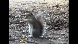 Squirrel in the park | Canon XL1S video test