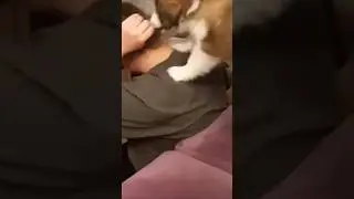 Puppy Bites Pony Tail #puppy #ouch #hair
