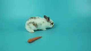 Bella the Bunny Who Shared Her Carrots