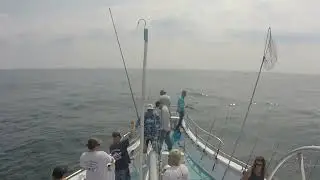 Miss Montauk  8 27 2022 fluke  fishing #4