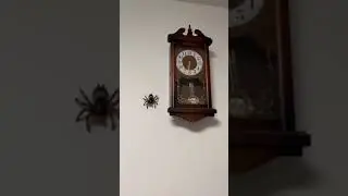 OMG😱😱😱a rare spider is on the clock