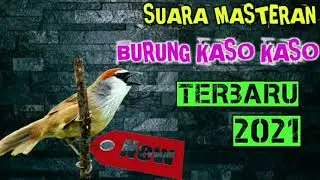 MASTERAN BURUNG KASO KASO TERBARU 2021