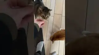 Smoked turkey #CAT taste test! #bbq #food #cooking